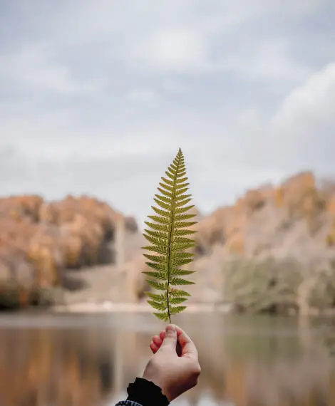 Home 2 leaf