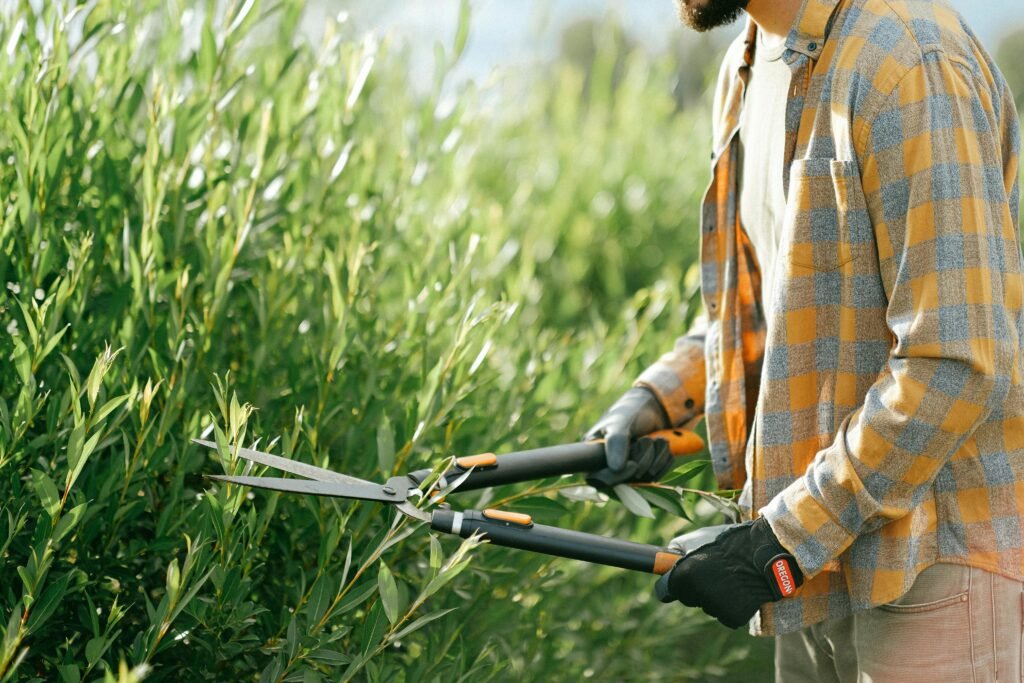 Hedge Trimming & Shaping Hedge Trimming Shaping