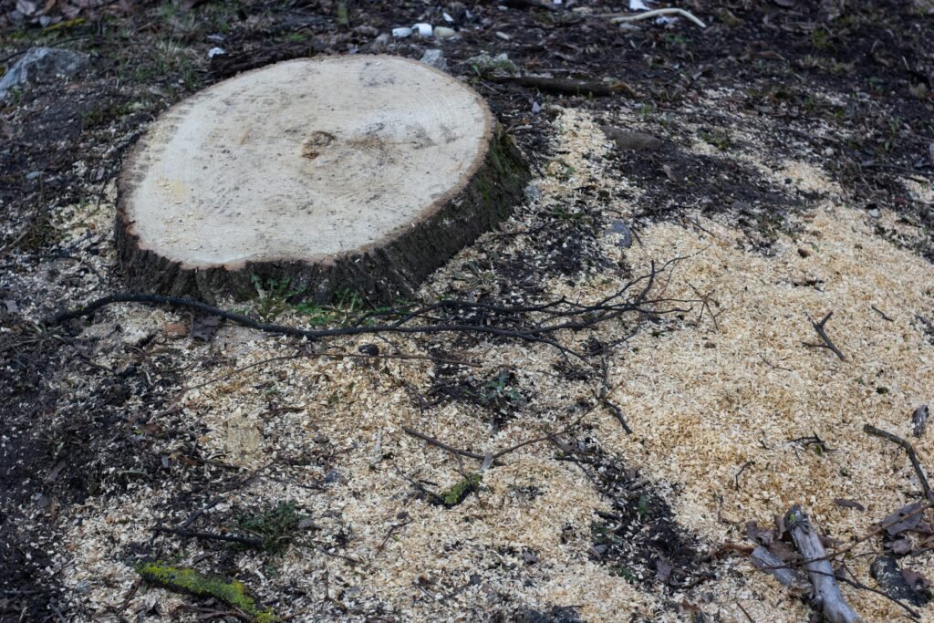 Stump Grinding & Removal Stump Grinding Removal