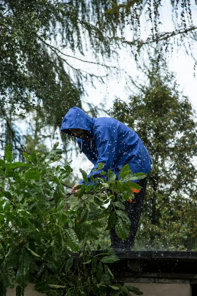 Tree Pruning & Trimming Tree Care Services person, pruning and trimming a hedge.
