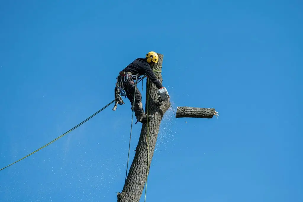 Tree Removal & Cutting Tree Care Services